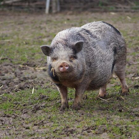 Logements Insolites A La Ferme - Yourte, Kota Ou Pod Farbus Exteriér fotografie